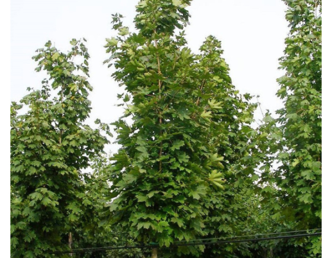 Javor mliečny ´Columnare´