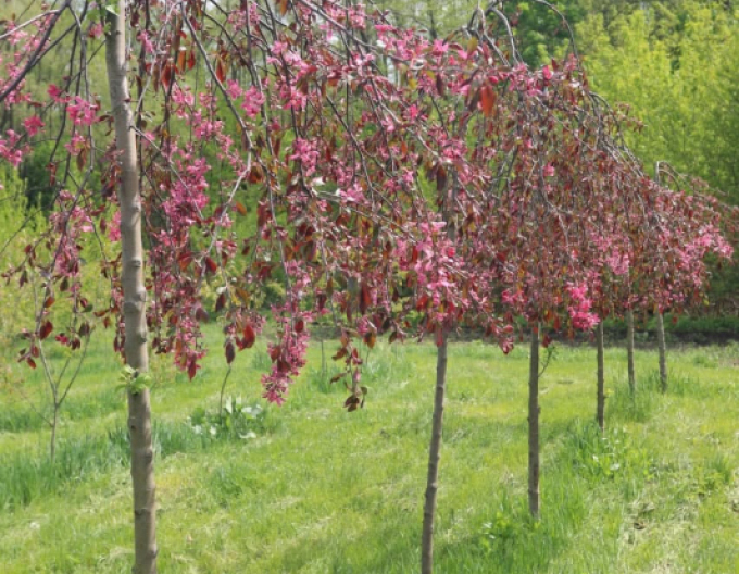 Jabloň okrasná ´Royal Beauty´ previslá