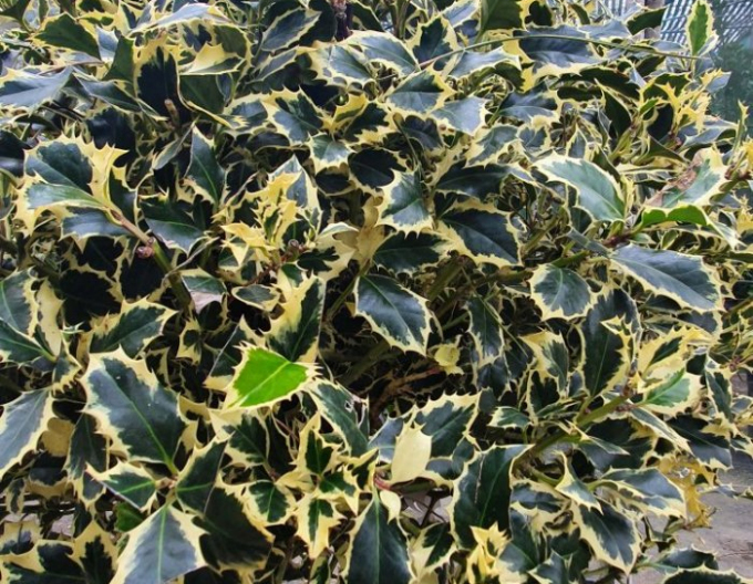 Cezmína ostrolistá ´Variegatum Ball ´