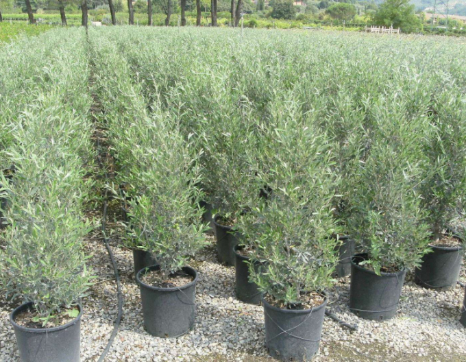 Olivovník európsky ´Cipressino´ 80 - 100cm