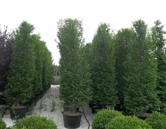 Hrab obyčajný ´Pyramidalis´