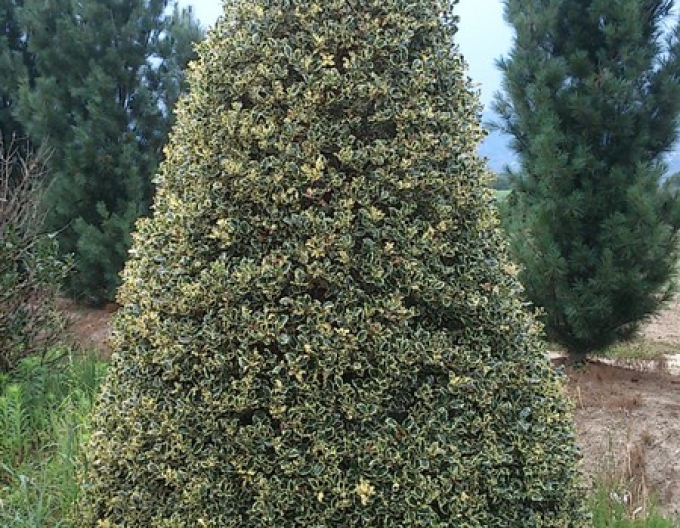 Cezmína ostrolistá ´Variegatum Cono´