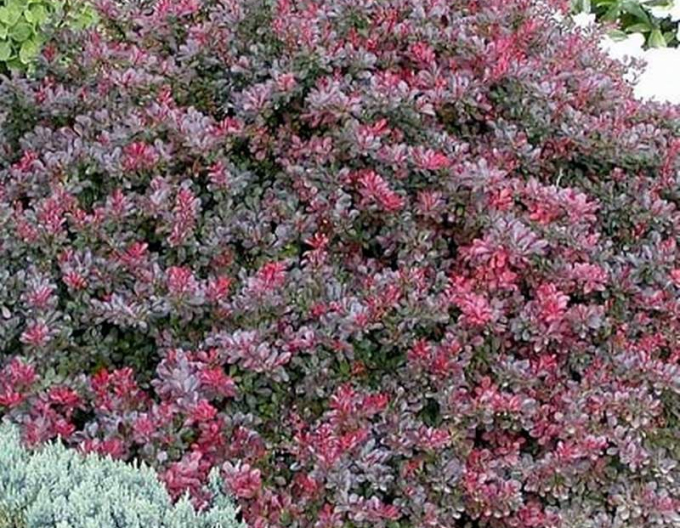 Dráč Thunbergov ´Atropurpurea Nana´