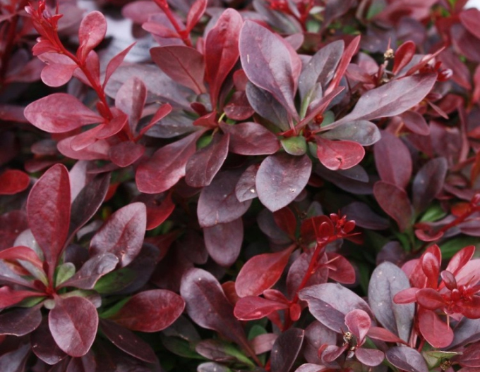 Dráč Thunbergov ´Atropurpurea Nana´