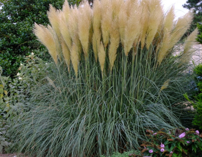 Pampová tráva ´White Feather´