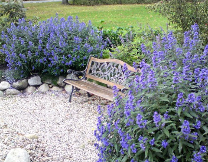 Bradavec klandonský "HEAVENLY BLUE" 9x9