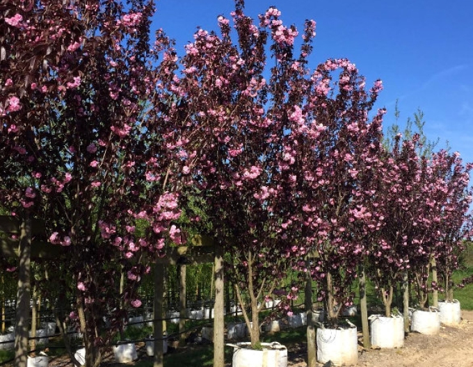 Čerešňa okrasná ´Royal Burgundy´ viackmeň