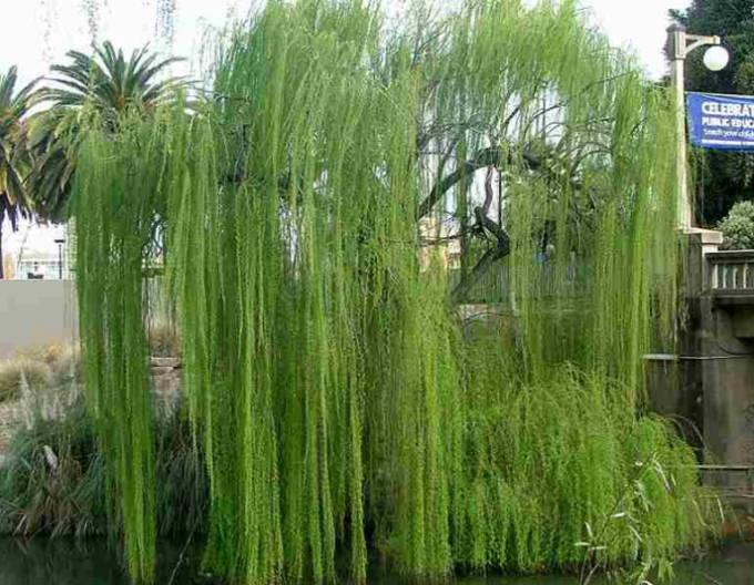 Vŕba babylonská (smutná vŕba)