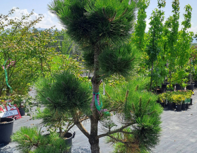 Borovica čierna ´Bonsaj´