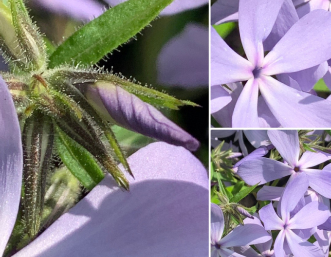 Flox rozložitý ´Clouds of Perfume´