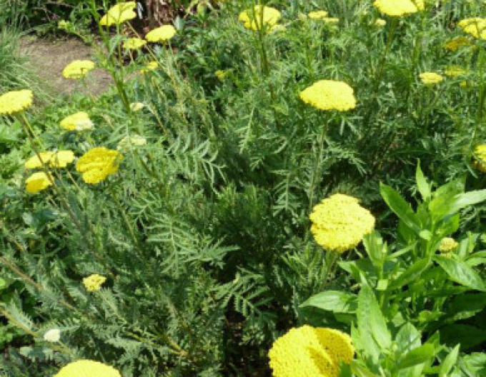 Rebríček ´Variety´s Parkery´