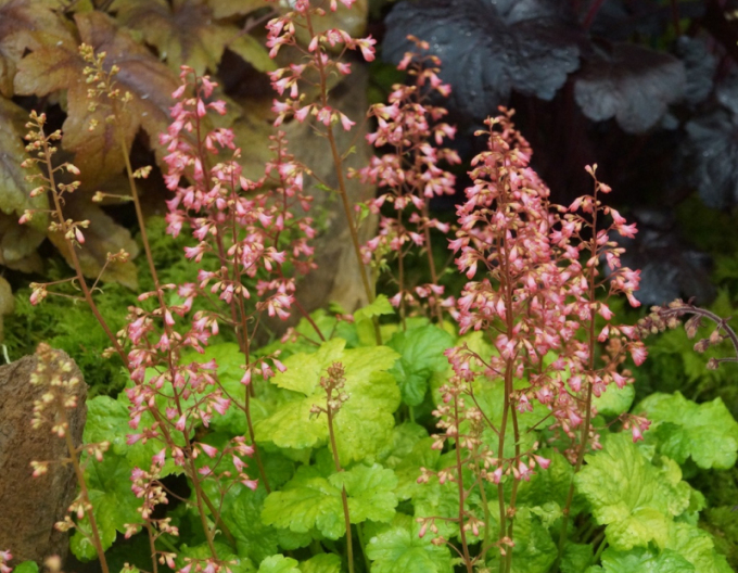 Heuchera  ´Little Cutie Sweet Tart´
