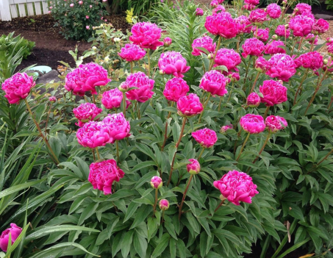 Pivonka čínska ´Karl Rosenfield’´