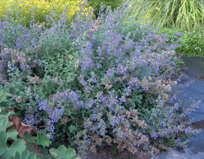 Kocúrnik ´Superba´