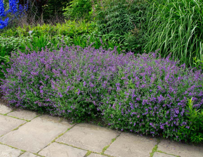 Kocúrnik ´Superba´