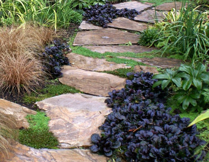 Zbehovec plazivý ´Black Scallop´