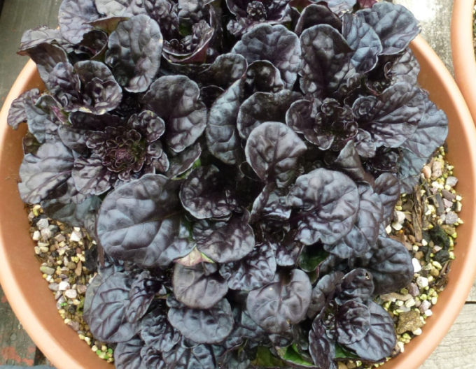 Zbehovec plazivý ´Black Scallop´