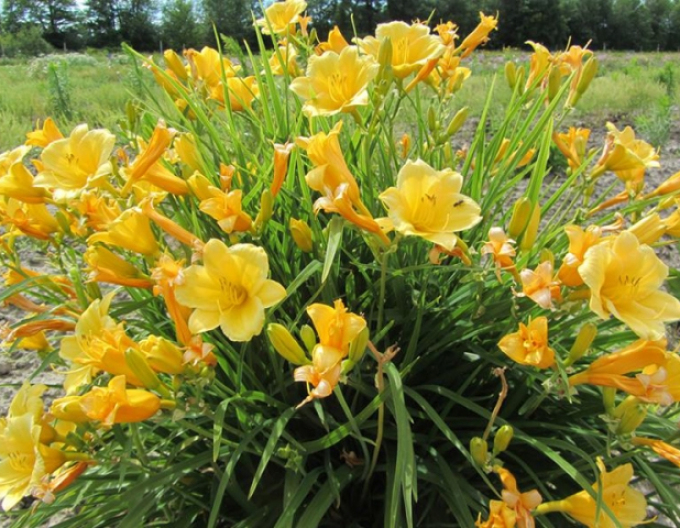 Ľaliovka ´Stella ´d´Oro´