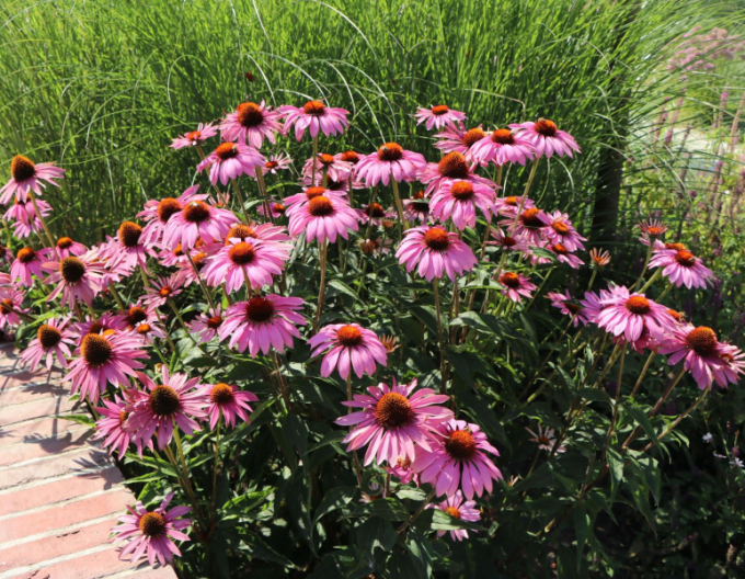 Echinacea purpurea ’Magnus’