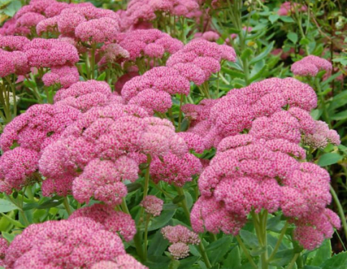 Rozchodník nádherný  ’Herbstfreude’