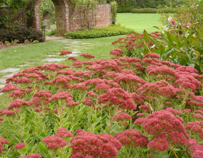 Rozchodník nádherný  ’Herbstfreude’