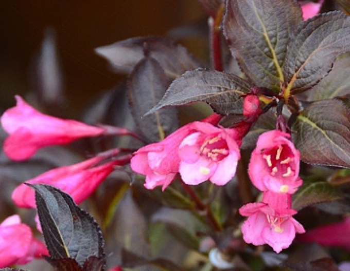 Vajgélia florida "Alexandra"