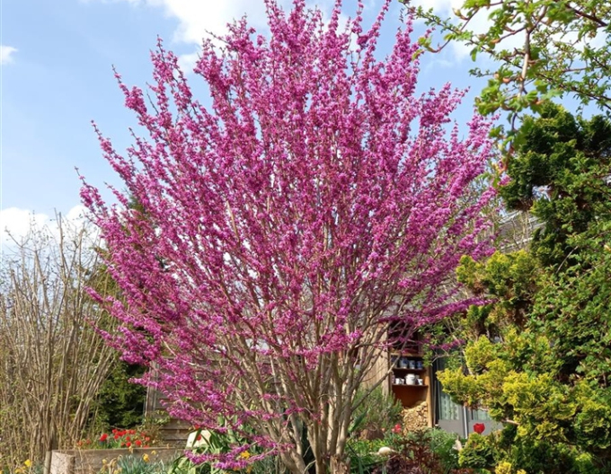 Judášovec čínsky ´Avondale´