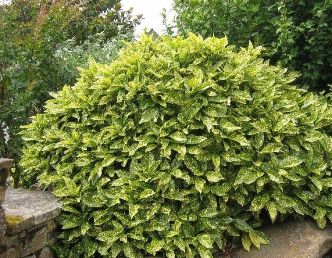 Aukuba japonská ´Sulphurea Marginata´