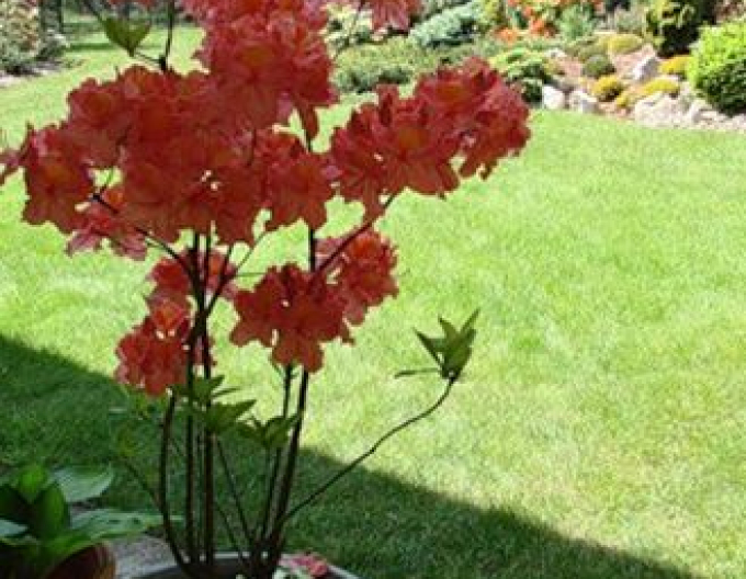 Azalka veľkokvetá ´Juanita´