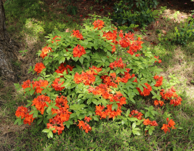 Azalka veľkokvetá ´Gibraltar´