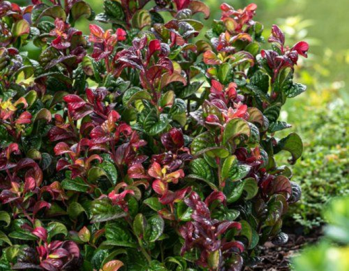 Leukote axillaris ´Curly Red´