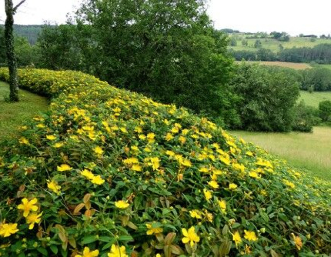 Ľubovník ´Hidcote´
