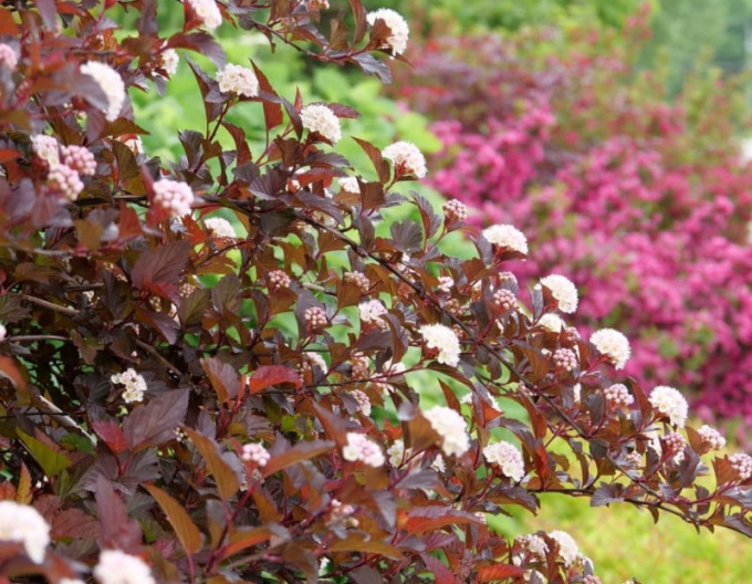 Tavoľa kalinolistá "Red Baron"