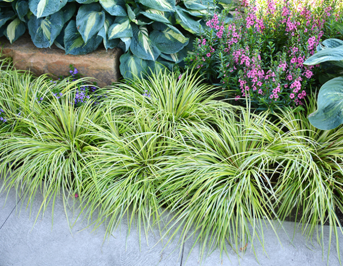 Puškvorec trávolistý ´Ogon´