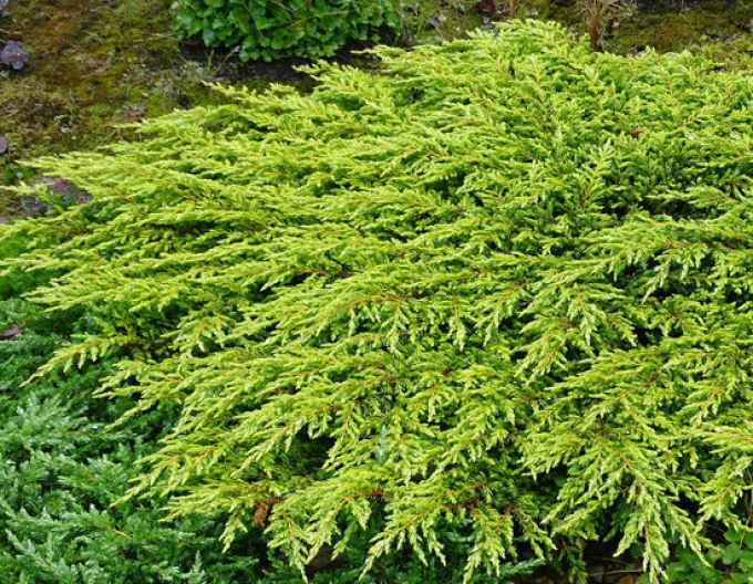 Borievka obyčajná "Goldschatz"