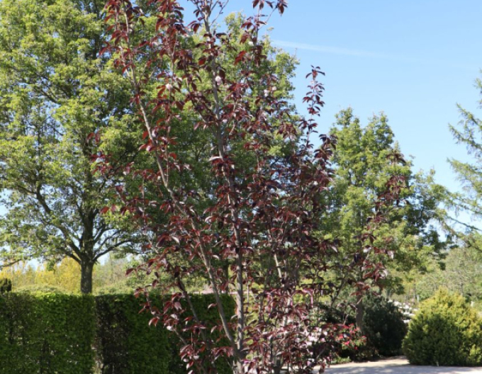 Čerešňa okrasná ´Royal Burgundy´ viackmeň