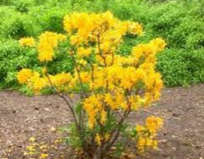 Azalka veľkokvetá ´Golden light´