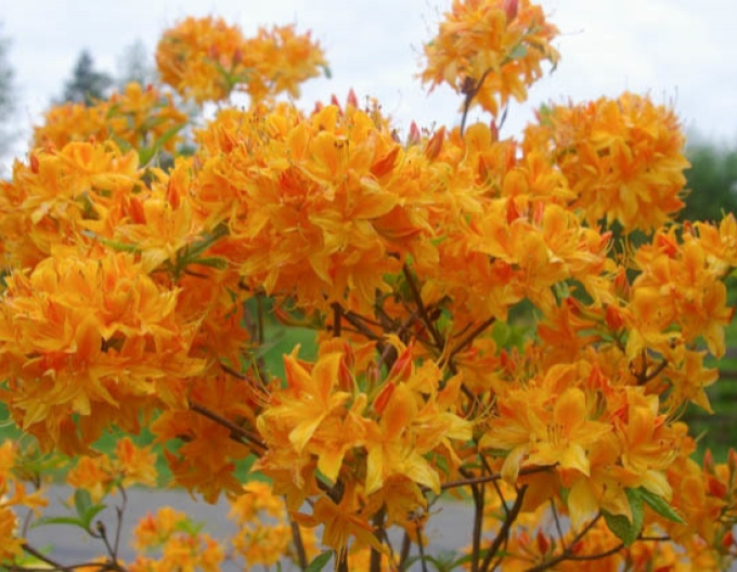 Azalka veľkokvetá ´Golden light´