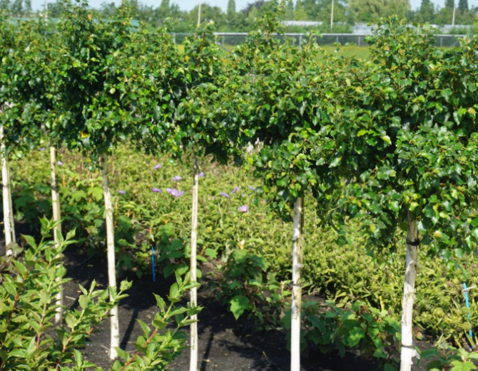 Breza previsnutá ´Magic Globe´ na kmienku