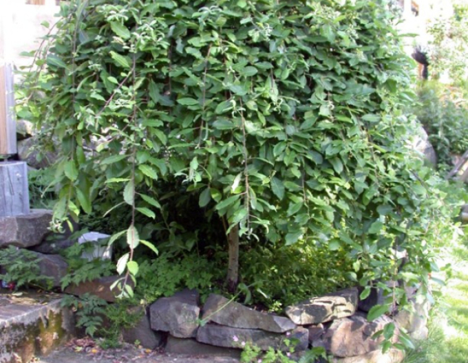 Vŕba vysoká previslá ´Kilmarnock´ na kmienku 80cm