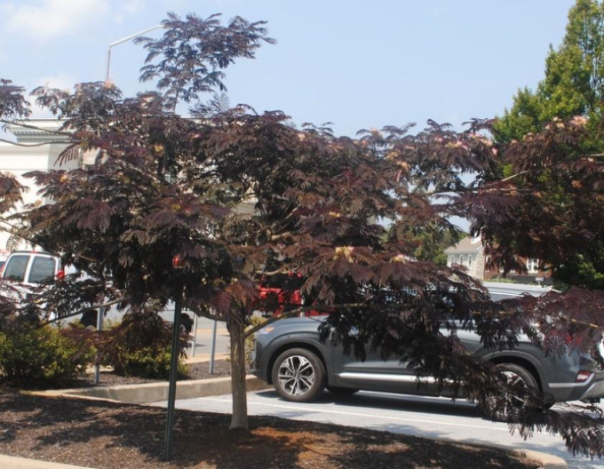 Albizia ružová ´Summer Chocolate´ 125 - 150cm