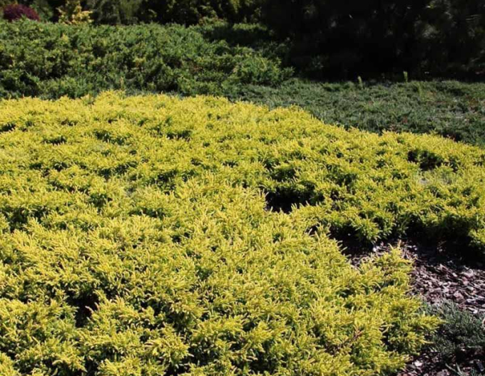 Borievka obyčajná "Goldschatz"