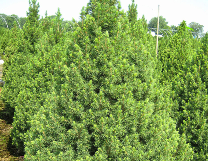 Smrek biely ´Conica´