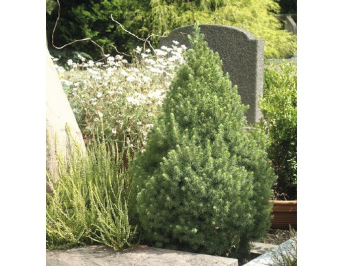 Smrek biely ´Conica´