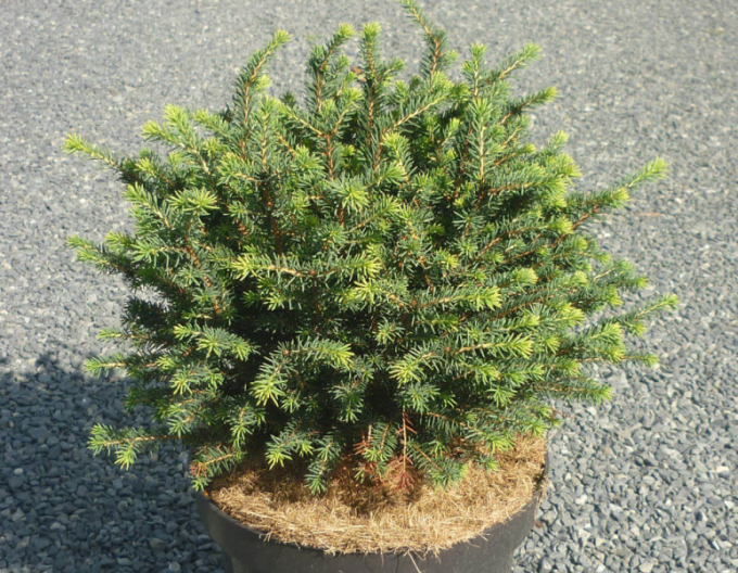 Smrek balkánsky ´Karel´