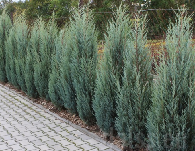 Borievka viržínska ‘Blue Arrow’