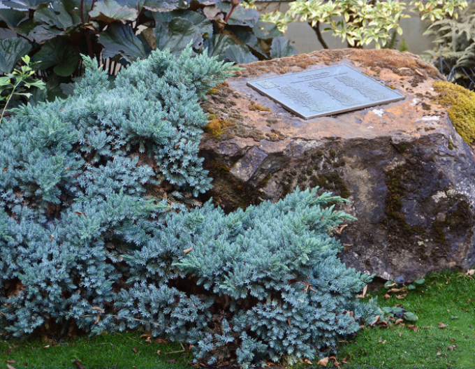 Borievka šupinatá "BLUE STAR"