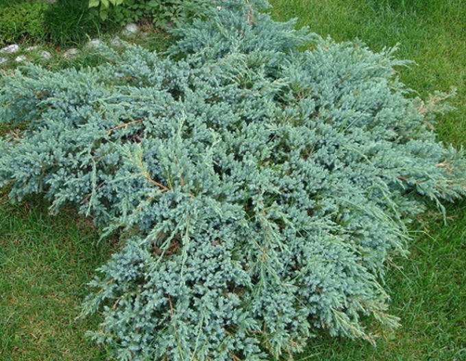 Borievka šupinatá ´Blue Carpet´