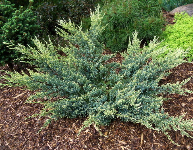 Borievka šupinatá "Dream Joy"