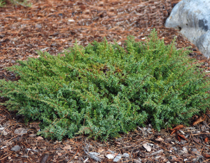 Borievka obyčajná ´Green Carpet´